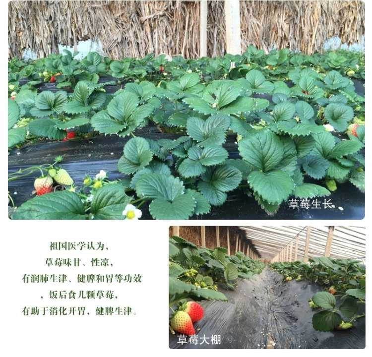 【好苗不一样】草莓苗8棵+8盆+2肥料盆栽草莓奶油草莓四季当年结果