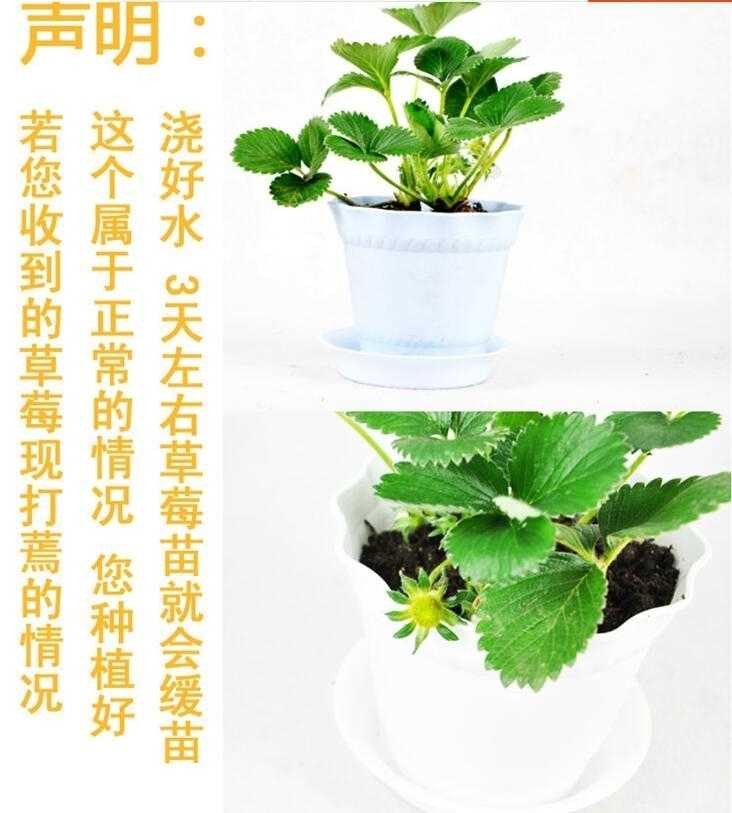 【好苗不一样】草莓苗8棵+8盆+2肥料盆栽草莓奶油草莓四季当年结果