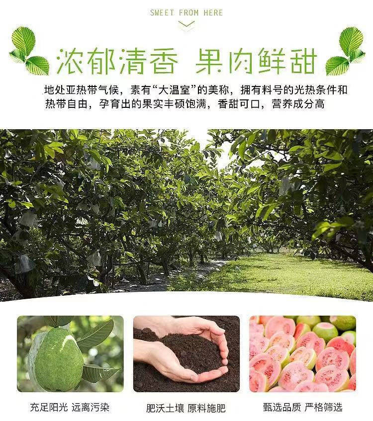 【坏果包赔】新鲜水果 当季珍珠番石榴 白心/红心芭乐果5斤家庭装