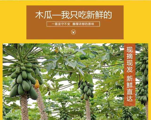 广西红心木瓜9斤 泡沫箱 现摘现发 新鲜水果9斤精选