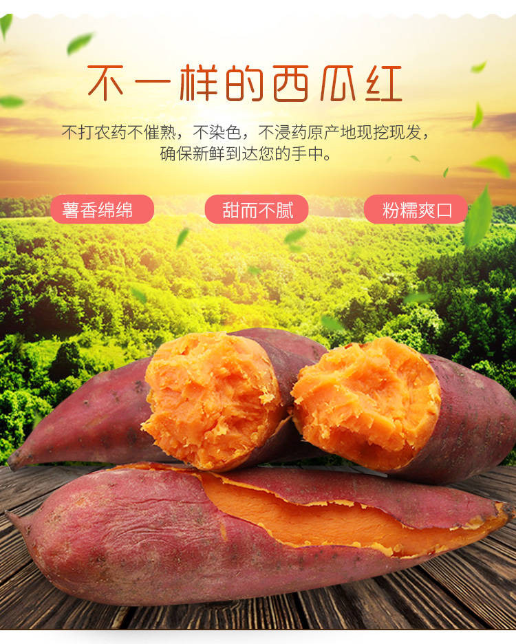软香绵甜5斤西瓜红蜜薯红薯新鲜沙地番薯农家地瓜香薯山芋