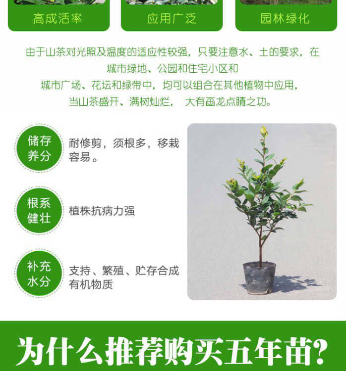 七彩茶花苗当年开花一树多色四季开花绿植花卉盆栽室内