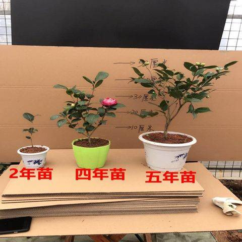 七彩茶花苗当年开花一树多色四季开花绿植花卉盆栽室内