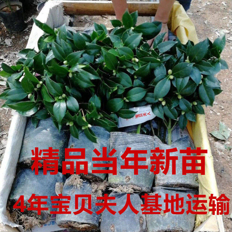 七彩茶花苗当年开花一树多色四季开花绿植花卉盆栽室内