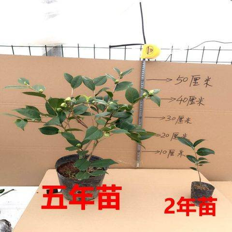 七彩茶花苗当年开花一树多色四季开花绿植花卉盆栽室内