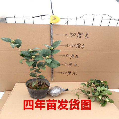 七彩茶花苗当年开花一树多色四季开花绿植花卉盆栽室内