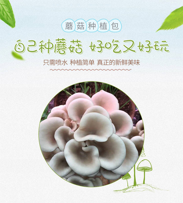 家庭阳台室内蘑菇菌包菌种菌棒平菇菌包花卉花种子蔬菜种子花多肉