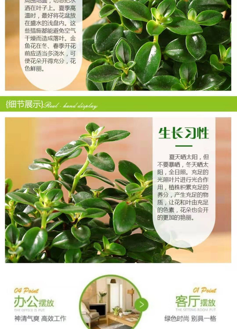 聚财金鱼花多肉植物室内客厅阳台花卉盆栽发财树吸财树 四季好养