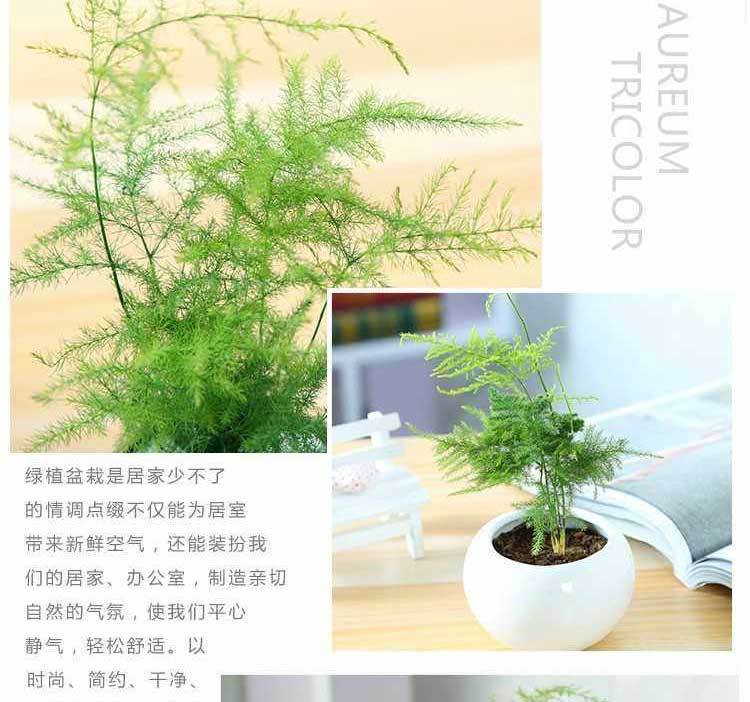 文竹盆栽室内吸甲醛植物办公室绿植桌面小盆景文竹苗