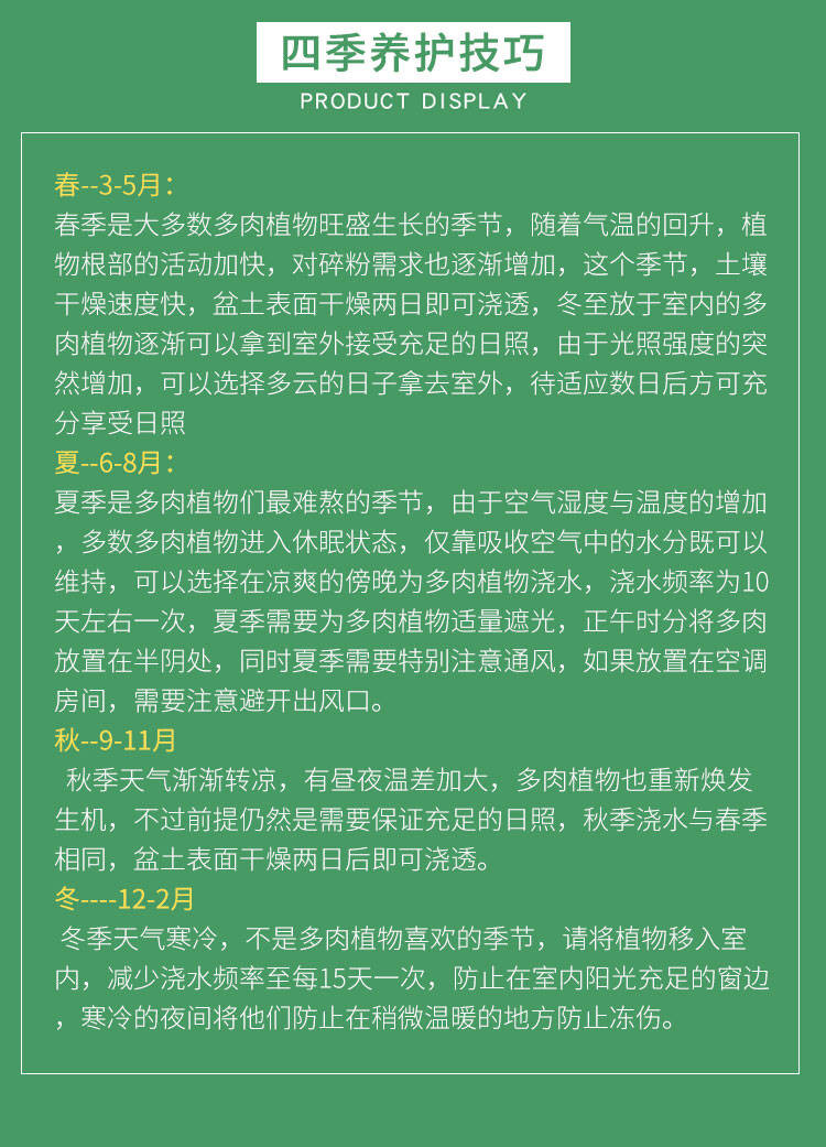 多肉 多肉植物绯花玉开花仙人球防辐射桌面盆栽室内花卉四季种植