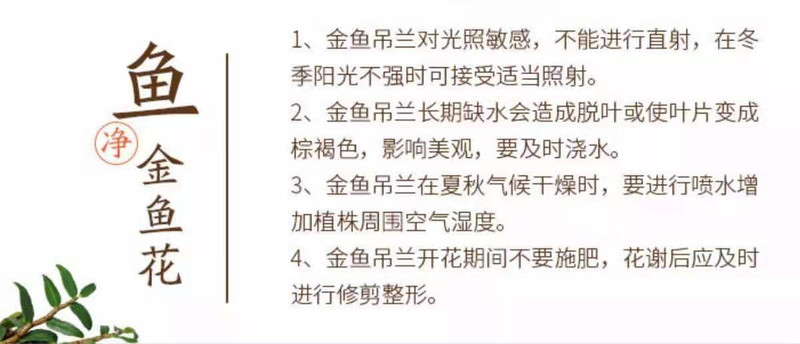 聚财金鱼花多肉植物室内客厅阳台花卉盆栽发财树吸财树 四季好养