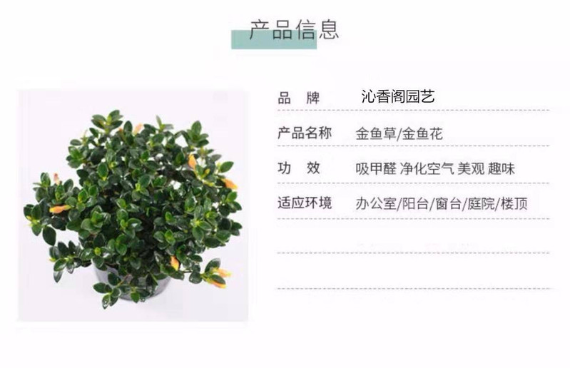 聚财金鱼花多肉植物室内客厅阳台花卉盆栽发财树吸财树 四季好养