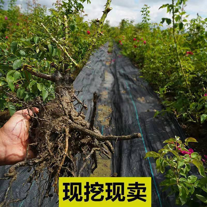 玫瑰花苗四季开花室内阳台庭院观花盆栽花卉绿植物特大花苗