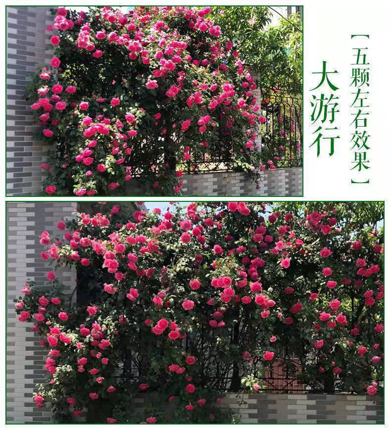 【无刺多花蔷薇花苗】爬藤四季开花室内盆栽庭院花卉藤本月季玫瑰