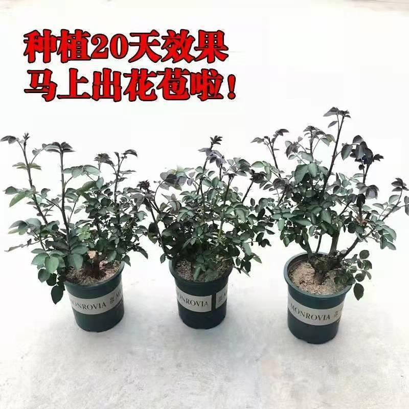 玫瑰花苗四季开花室内阳台庭院观花盆栽花卉绿植物特大花苗