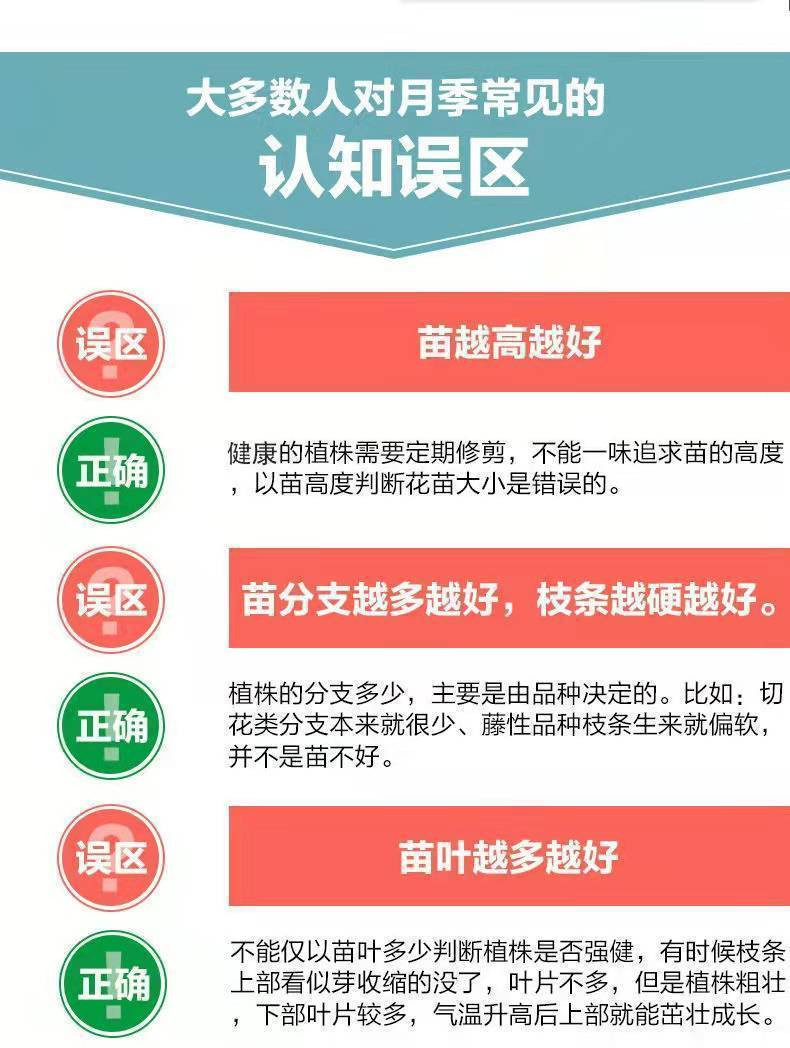 【无刺多花蔷薇花苗】爬藤四季开花室内盆栽庭院花卉藤本月季玫瑰