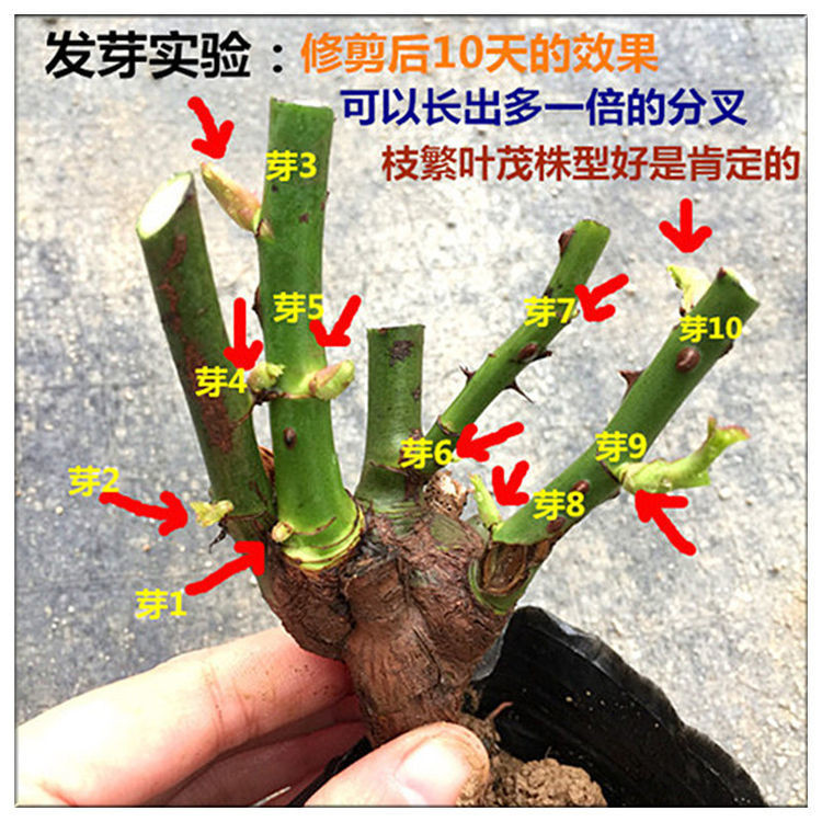 四季开花玫瑰花苗盆栽花卉室内外客厅阳台观花绿植物大花月季好养