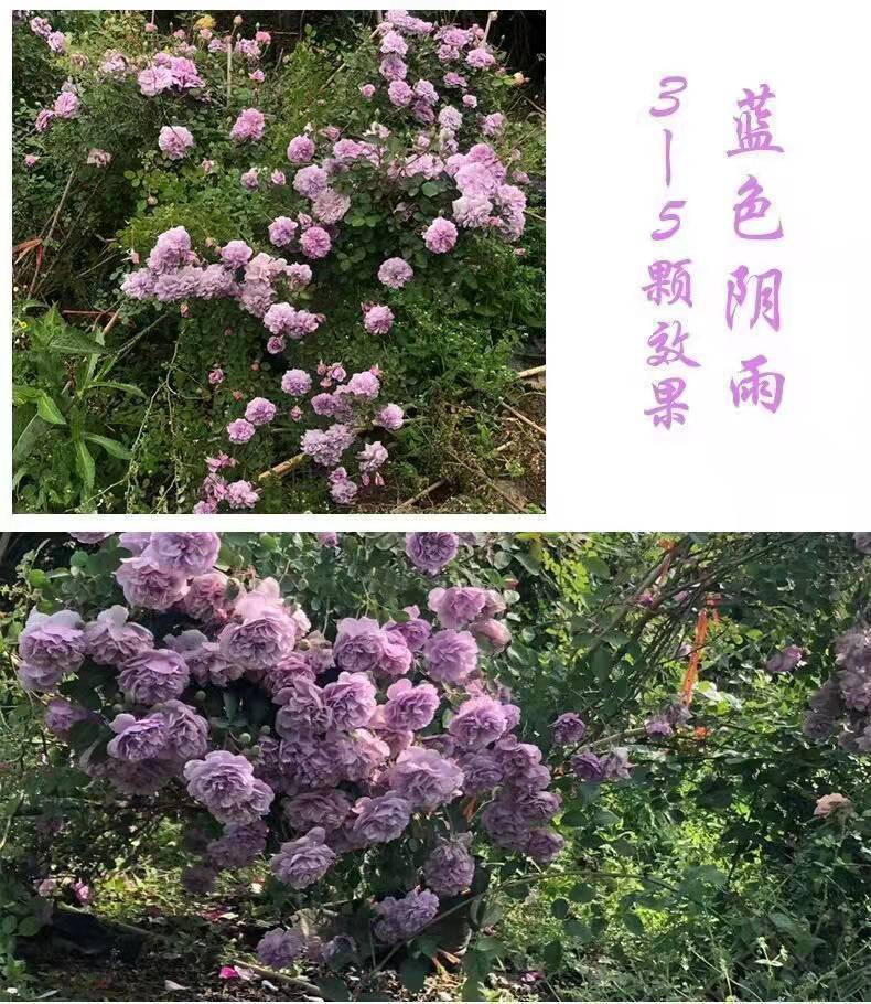 【无刺多花蔷薇花苗】爬藤四季开花室内盆栽庭院花卉藤本月季玫瑰