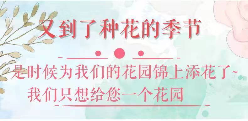 【无刺多花蔷薇花苗】爬藤四季开花室内盆栽庭院花卉藤本月季玫瑰