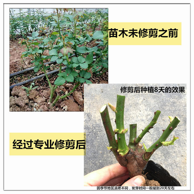 四季开花玫瑰花苗盆栽花卉室内外客厅阳台观花绿植物大花月季好养