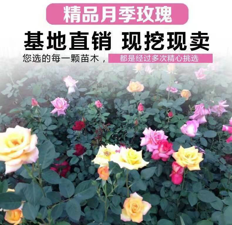 玫瑰花苗四季开花室内阳台庭院观花盆栽花卉绿植物特大花苗