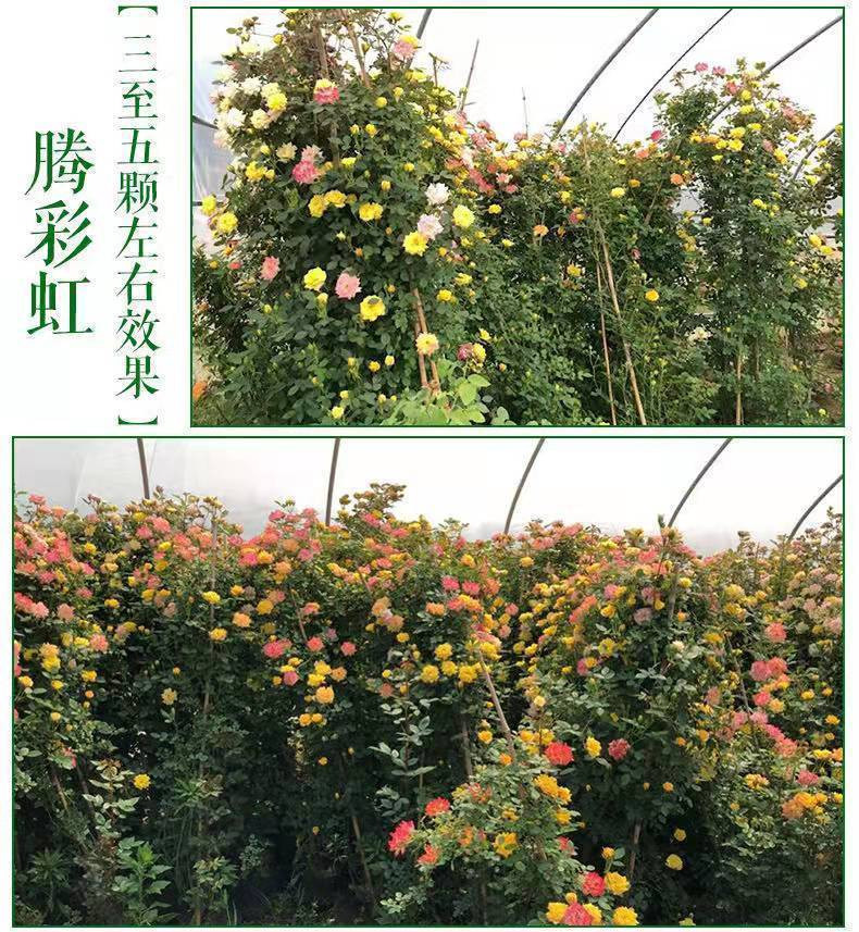 【无刺多花蔷薇花苗】爬藤四季开花室内盆栽庭院花卉藤本月季玫瑰