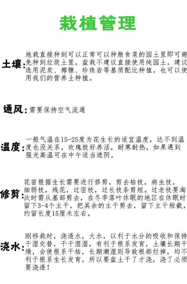 玫瑰花苗四季开花室内阳台庭院观花盆栽花卉绿植物特大花苗