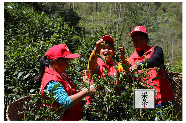 茶缘居景东无量山乔木龙珠古树普洱茶按粒出售十粒起拍