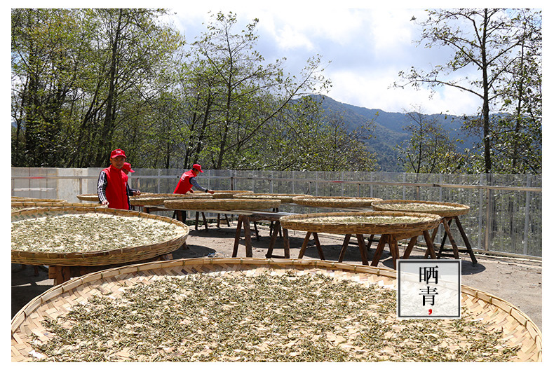 茶缘居景东无量山乔木龙珠古树普洱茶按粒出售十粒起拍