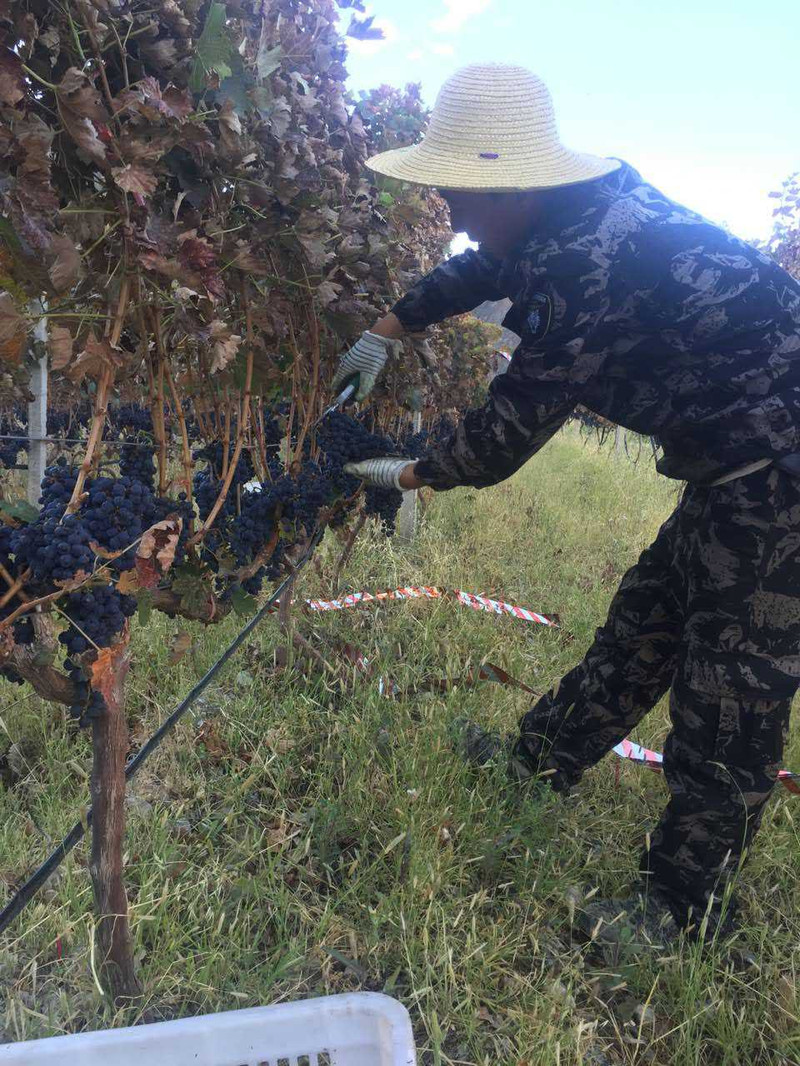 四川甘孜馆 邮政助农 乡村振兴 太阳谷得荣县特产 扎西红酒