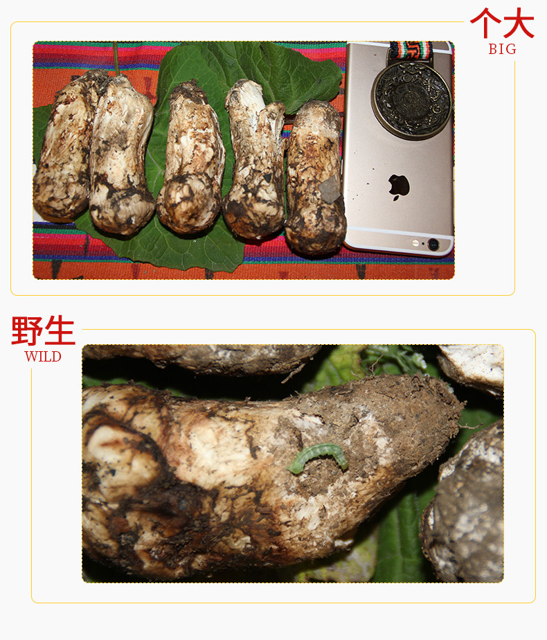 四川甘孜馆 邮政助农 精准扶贫 松茸之乡雅江县特产 新鲜大头松茸1公斤