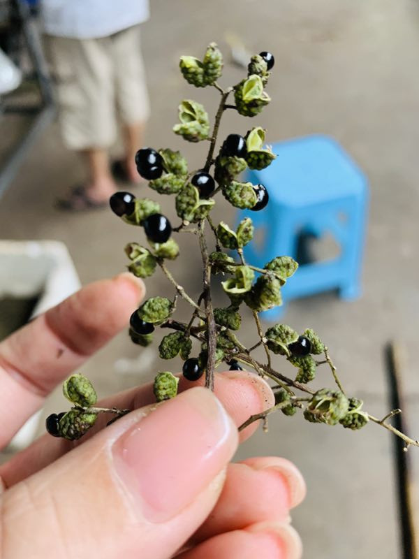 诚慧 广安青花椒青干花椒A+级500G 散装四川特产青麻椒特麻特香