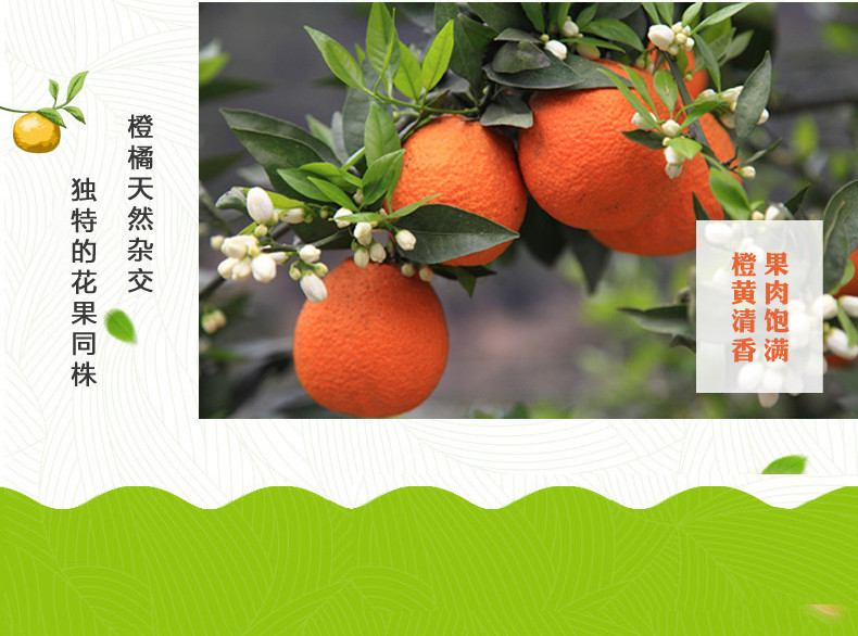 农家自产萝卜岗水果种植合作社-汉源黄果柑-新鲜包邮9斤装