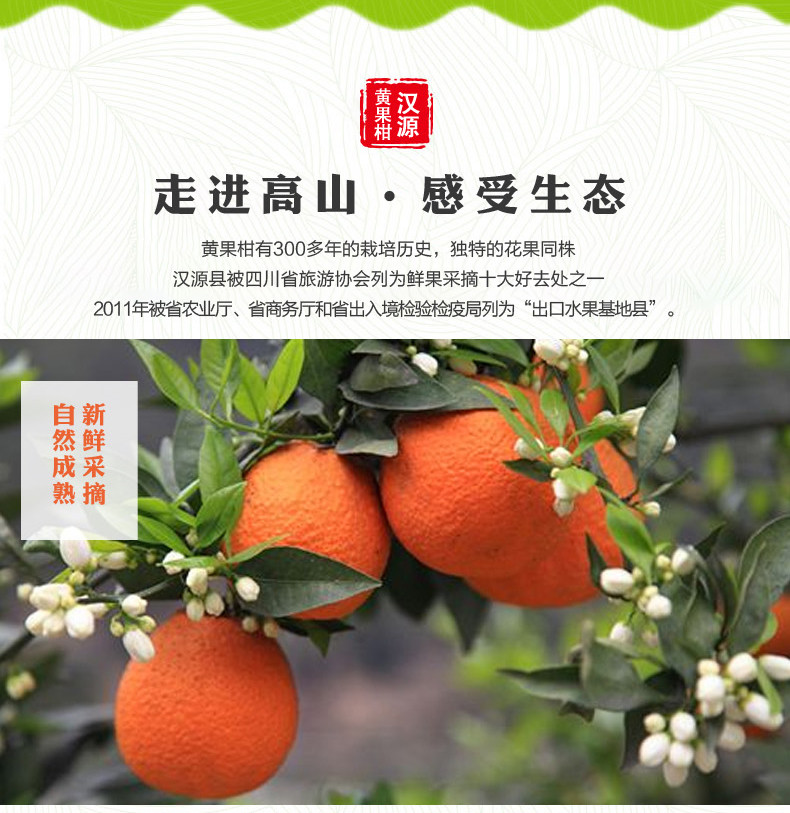 农家自产萝卜岗水果种植合作社-汉源黄果柑-新鲜包邮9斤装