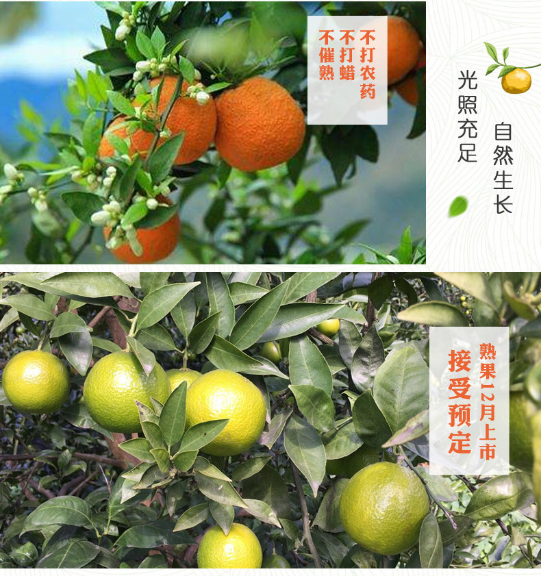 农家自产萝卜岗水果种植合作社-汉源黄果柑-新鲜包邮9斤装