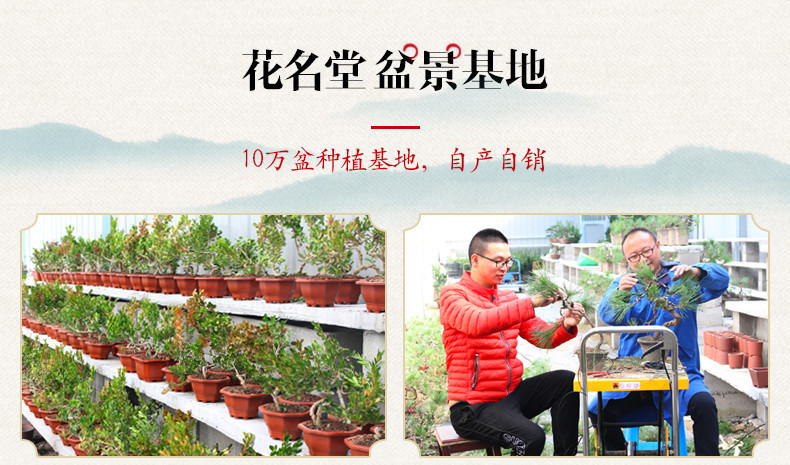 如皋花名堂 雀梅、白蜡掌中微型盆景桌面植物室内老桩苔藓微景观净化空气（江浙沪皖包邮）