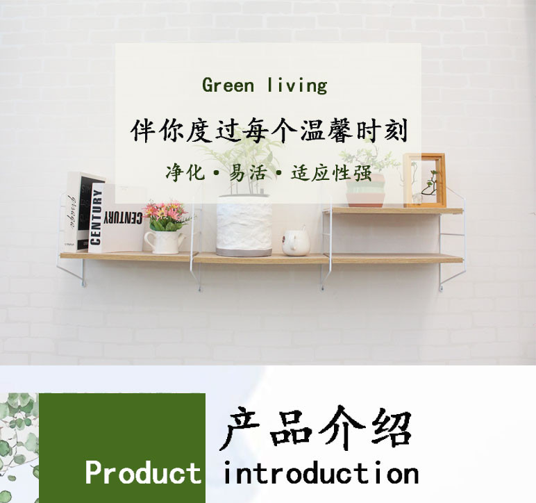 【如皋农品】如皋黄杨雀舌罗汉松树苗带盆景造型老桩小盆栽  【如皋花名堂产】（江浙沪皖包邮）