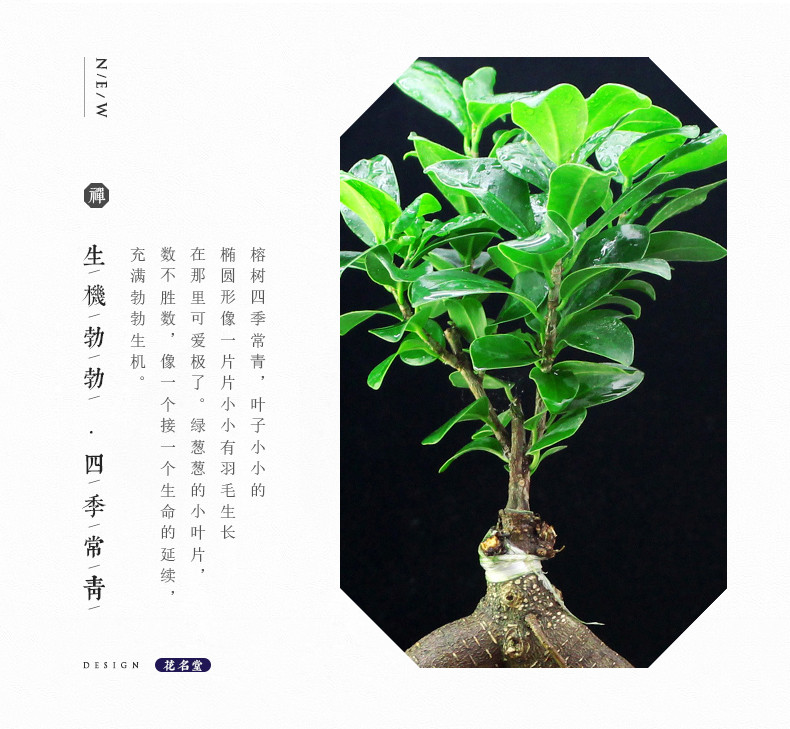 【如皋花名堂】小叶榕树/桂花/文竹盆栽（不含花盆，江浙沪皖包邮）