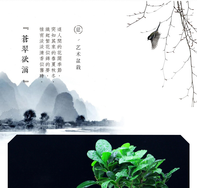 【如皋花名堂】小叶榕树/桂花/文竹盆栽（不含花盆，江浙沪皖包邮）