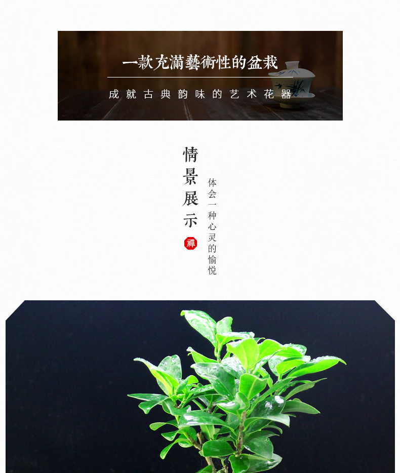 【如皋花名堂】小叶榕树/桂花/文竹盆栽（不含花盆，江浙沪皖包邮）