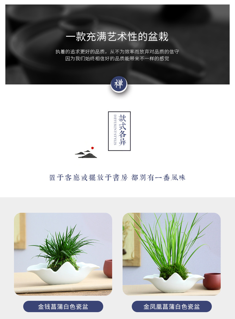 如皋花名堂 金钱菖蒲室内喜阴随手香盆栽禅意四季绿植盆景（江浙沪皖包邮）