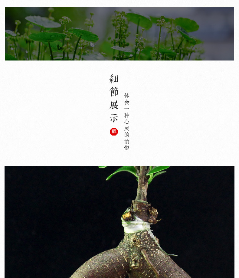 【如皋花名堂】小叶榕树/桂花/文竹盆栽（不含花盆，江浙沪皖包邮）