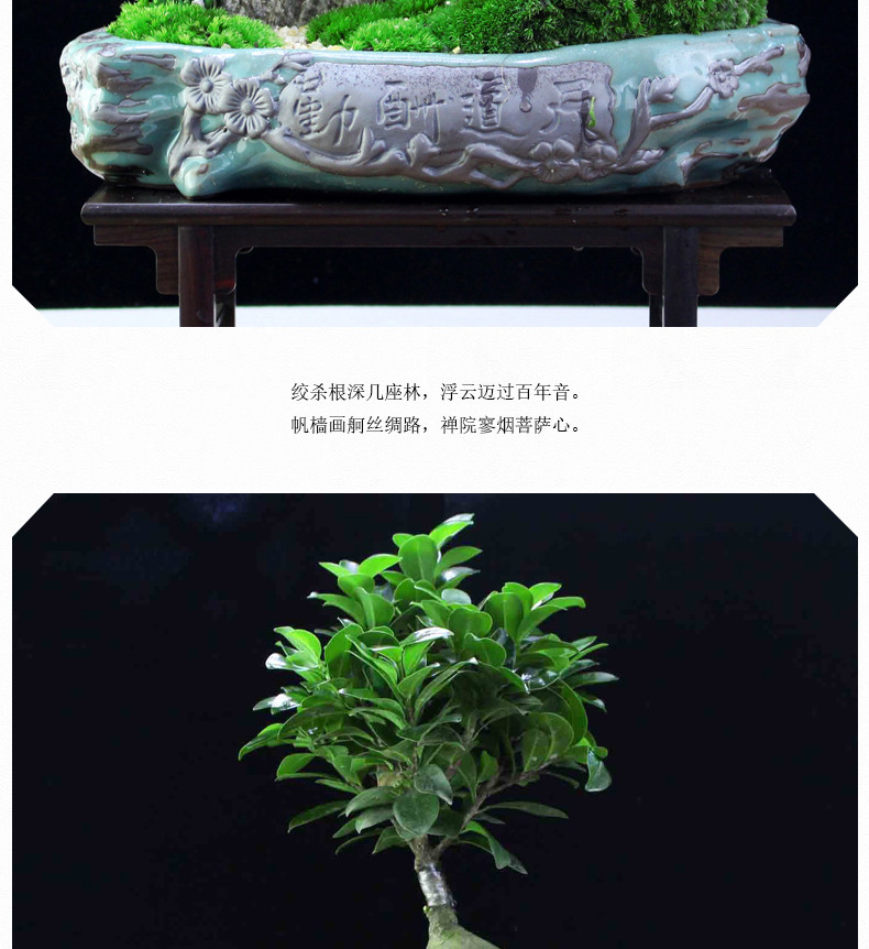 【如皋花名堂】小叶榕树/桂花/文竹盆栽（不含花盆，江浙沪皖包邮）