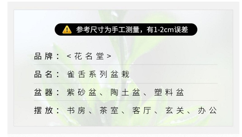 如皋花名堂 雀舌素材苗罗汉松微型盆景绿植造型小盆栽室内植物迎客松（江浙沪皖包邮）