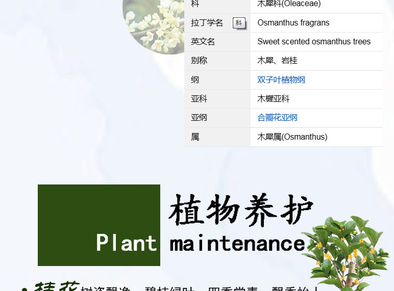 【如皋花名堂】小叶榕树/桂花/文竹盆栽（不含花盆，江浙沪皖包邮）