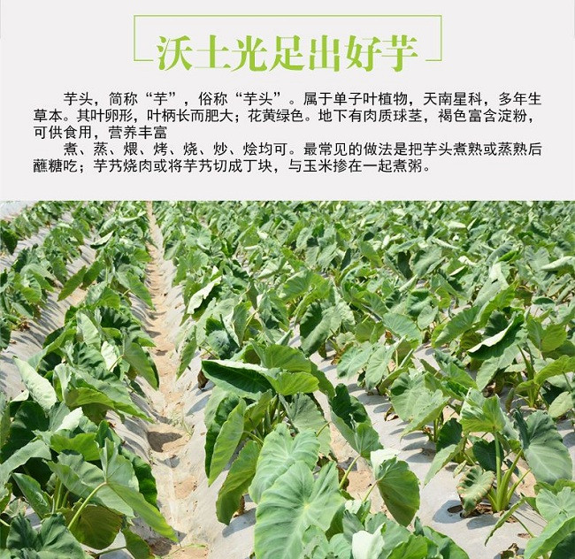 皋膳源 【如皋农品】如皋磨头高沙土香堂芋(5斤装)  【如皋金旺农场产】   江浙沪皖包邮