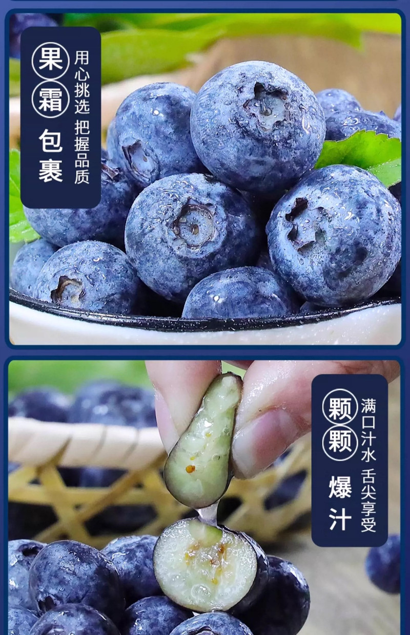 农家自产 【蒙阴振兴馆】蒙阴新鲜蓝莓125g4盒