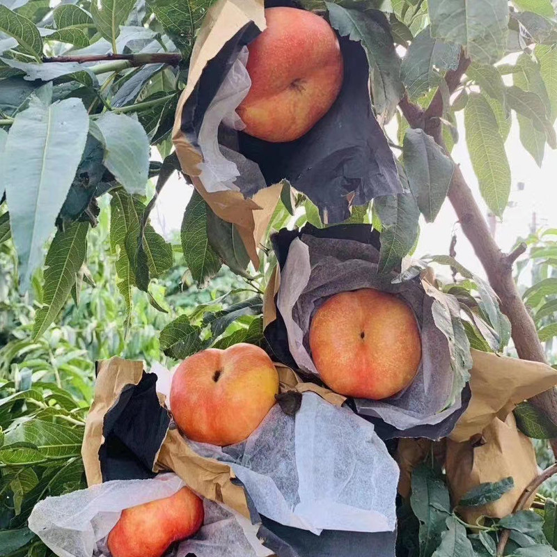 农家自产 【蒙阴振兴馆】蒙阴蜜桃——油桃三拼（奶油蟠、油蟠、黄金油桃）