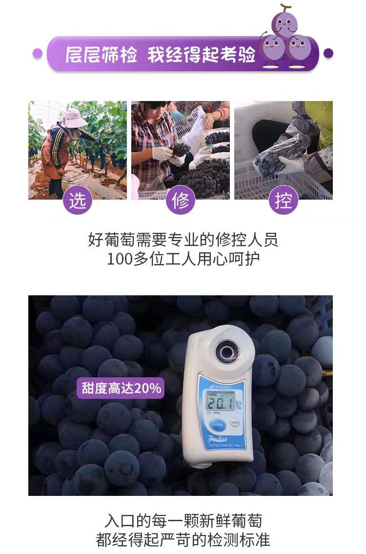 农家自产 优质葡萄20斤