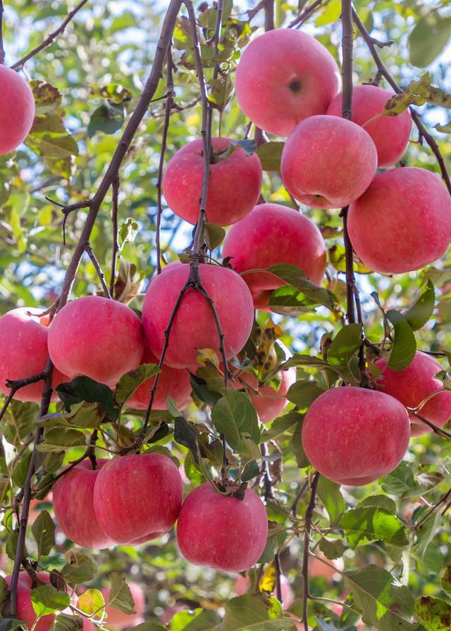 农家自产 优质苹果60斤